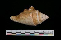 藏品(蜘蛛螺)的圖片